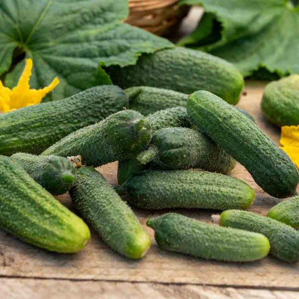 Potagères - Cornichon Vert Petit de Paris - Légumes d'Autrefois - face recto